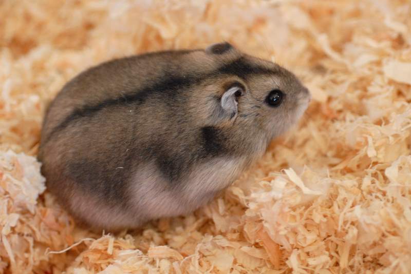 a dwarf hamster