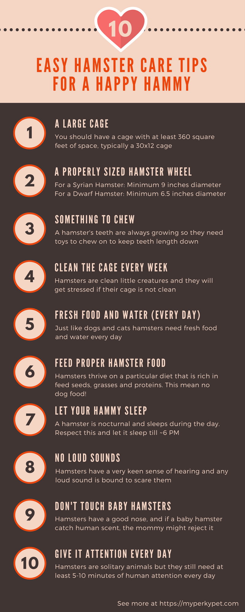 Hamster Facts Sheet : Hamster Care 101 How To Care For Your Hamster
