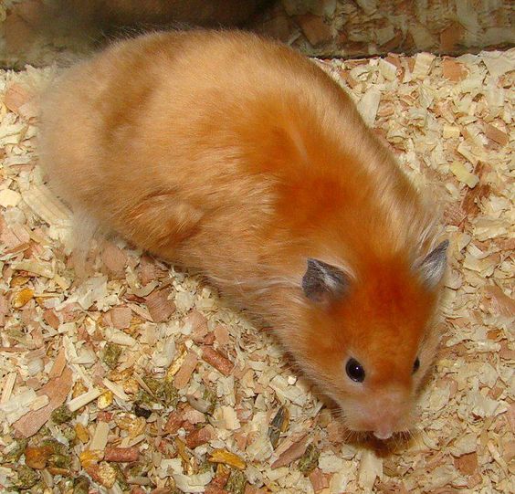 long haired syrian hamster