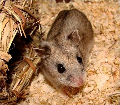 Chinese Dwarf Hamster: The Complete Guide [Facts + Checklist]