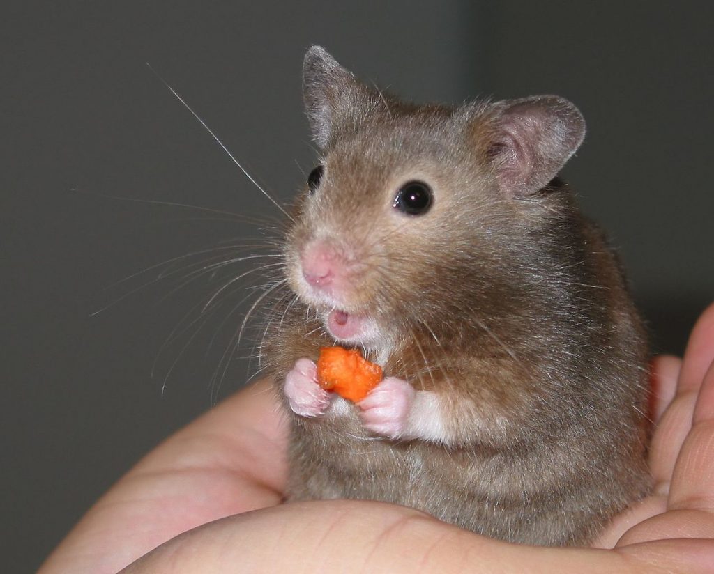 a hamster eating treat