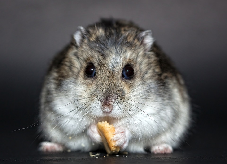 a hamster eating bread, can hamsters eat blueberries