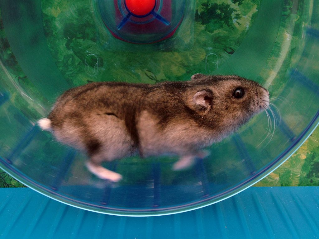 a Syrian hamster on a wheel