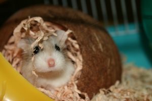 roborovski hamster treats