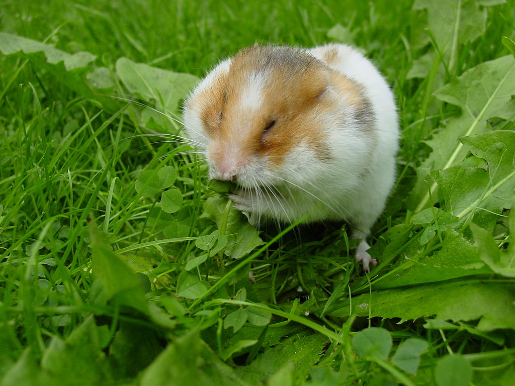 syrian hamster eating leaf
