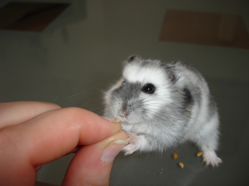 an owner trying to tame hamster, how to tame a hamster
