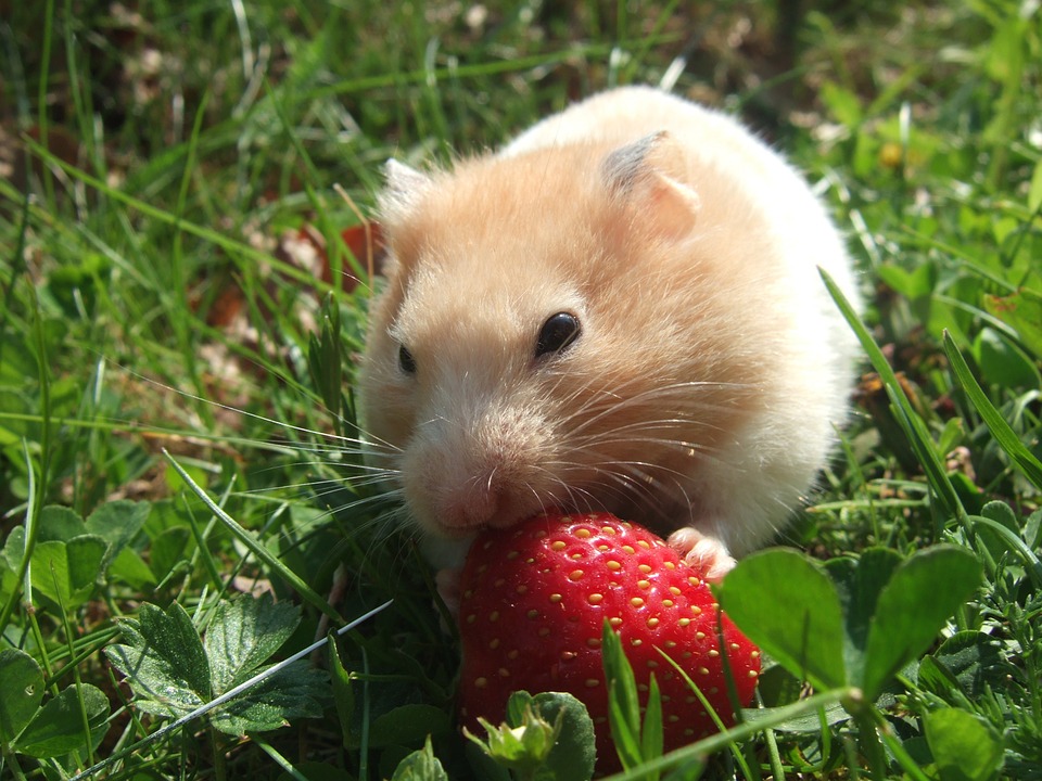 Teddy bear hamster eating strawberry
