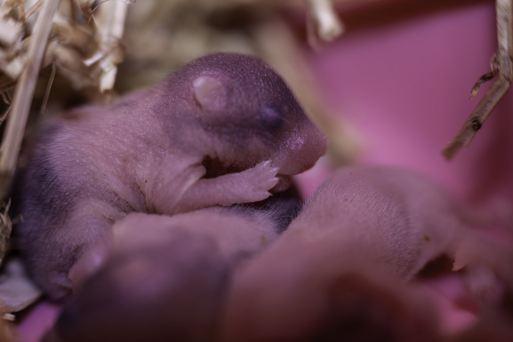 cute baby hamsters