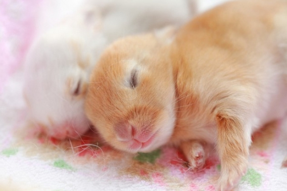 baby hamsters are sleeping
