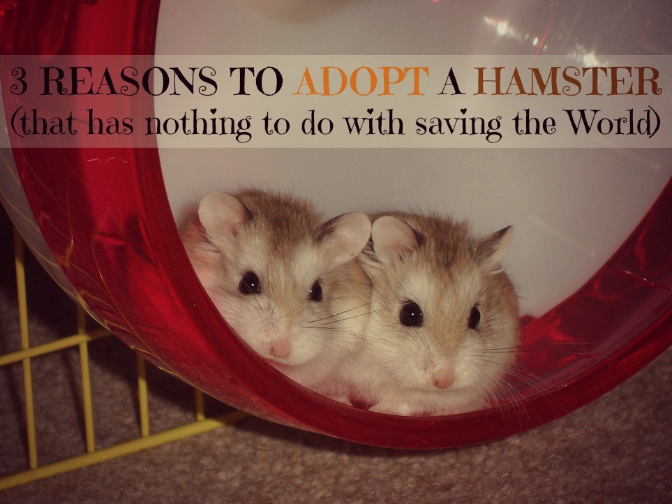 Adopting a Hamster? 3 things to consider