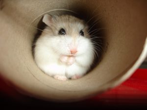 robo hamster cost