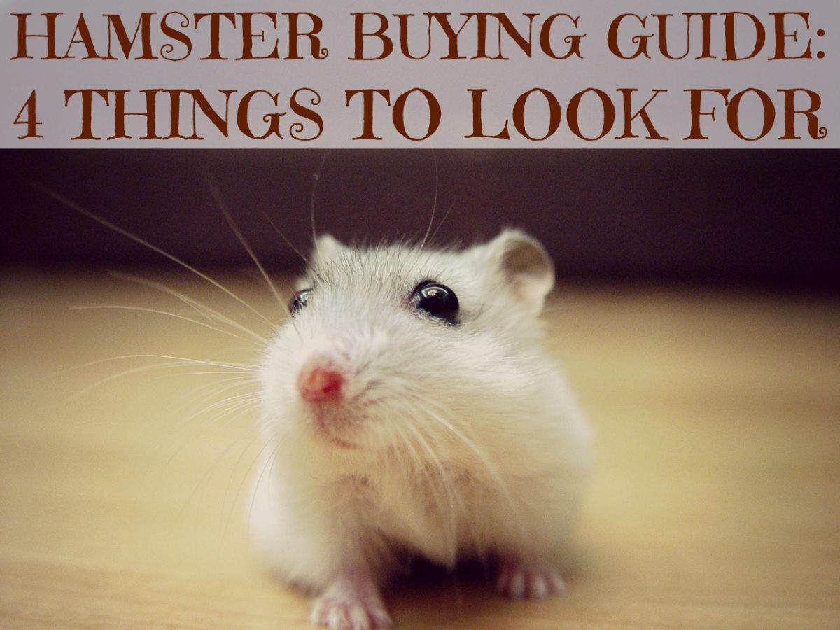 Hamster Buying Guide: 4 things to look for before getting a hamster