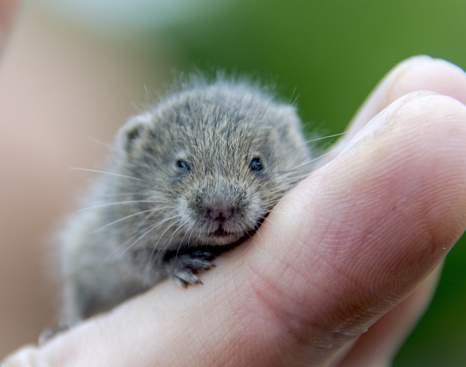 a hamster in hand