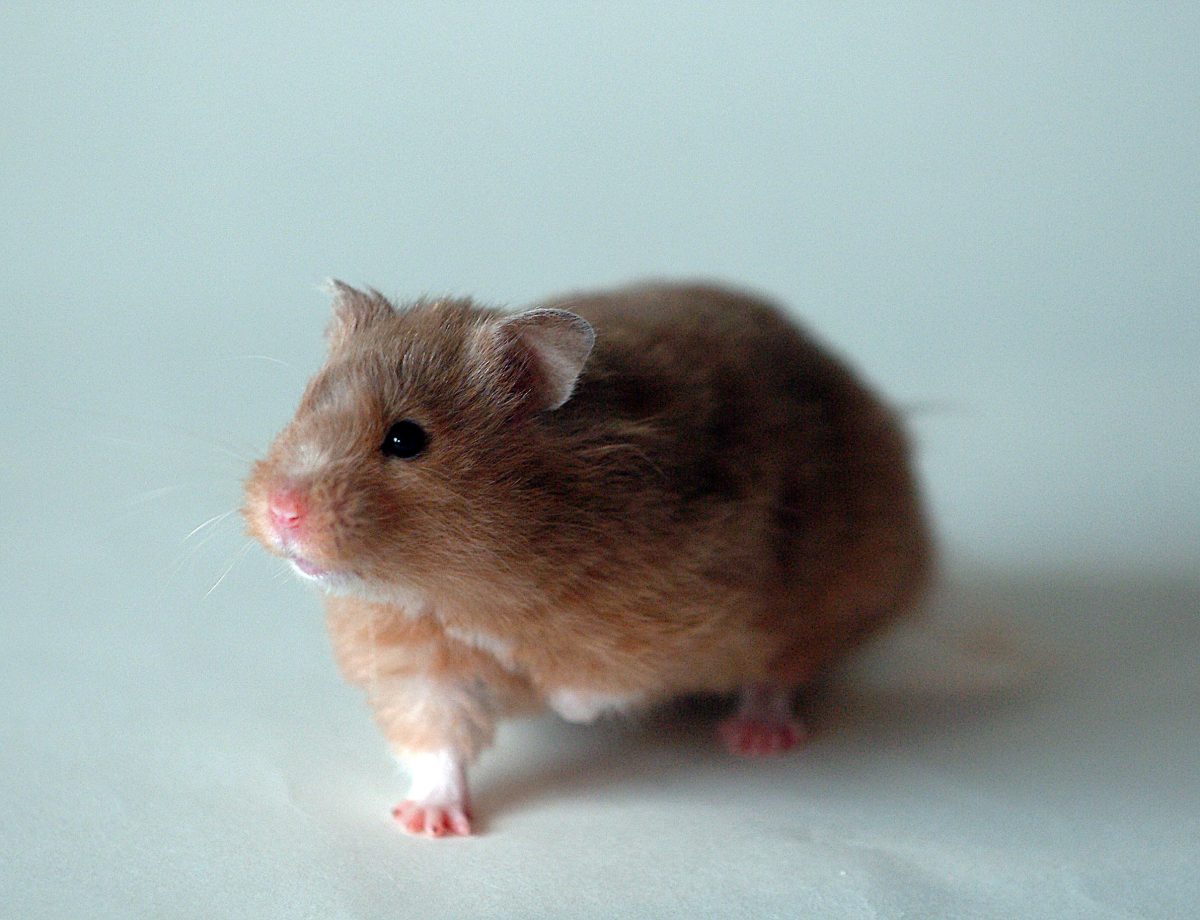 10 Easy Hamster Care Tips For A Happy Hammy