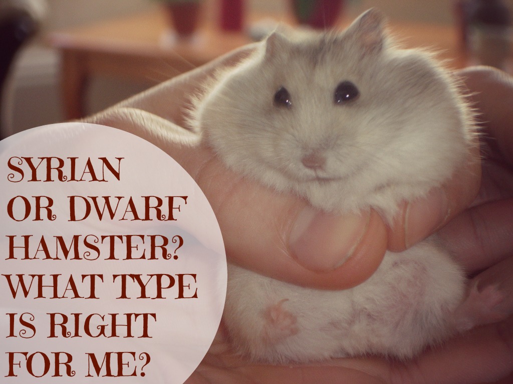Syrian Hamster or a Dwarf Hamster: What Type is Right For Me?