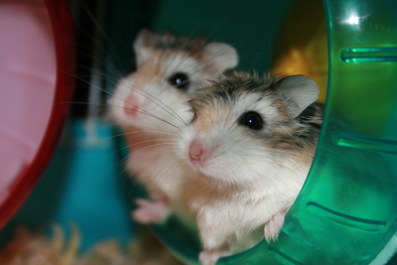 Hamster Toys & Accessories (GUIDE)