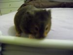 Sable Syrian Hamster