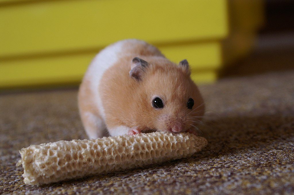 short haired hamsters information