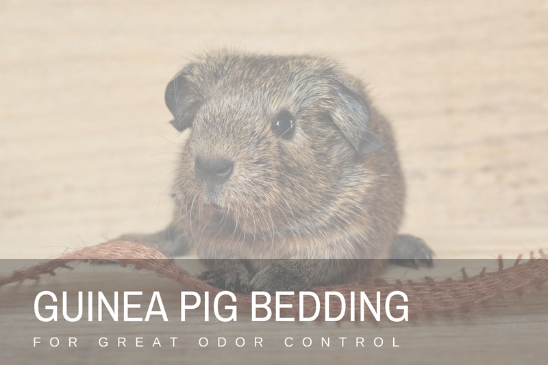 Best Guinea Pig Bedding for Great Odor Control
