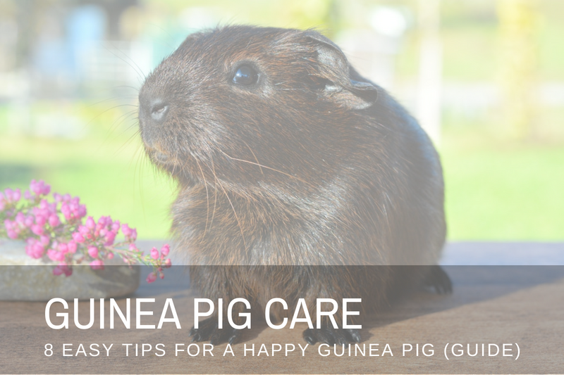 Guinea Pig Care | 8 Easy Tips For A Happy Cavy (GUIDE)