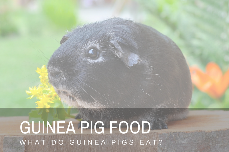 Best Guinea Pig Food: What Do Guinea Pigs Eat?