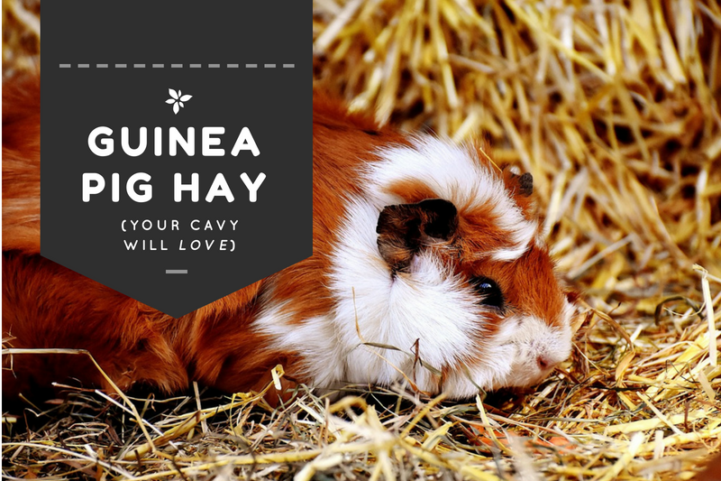 Best Guinea Pig Hay (your piggy will love) | 2019 Guide