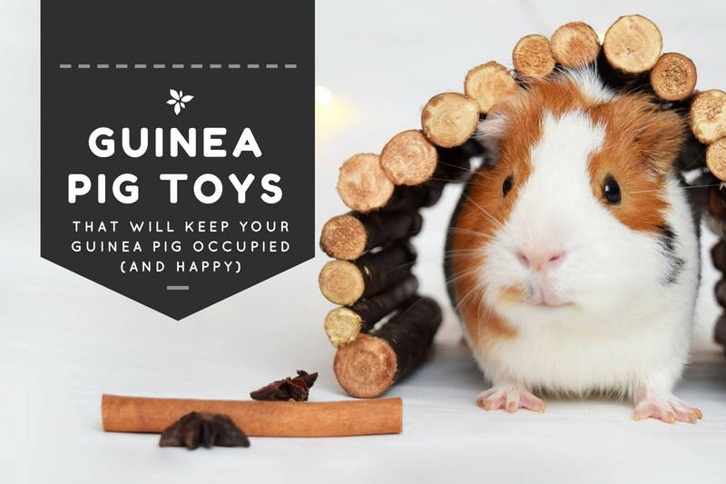 best guinea pig toys