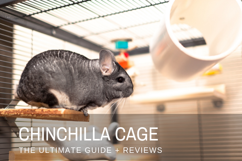 7 Best Chinchilla Cages in 2019 (Money can Buy)