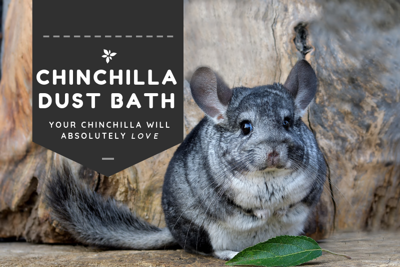 3 Best Chinchilla Dust Bath Products