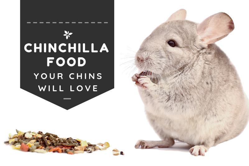 Best Chinchilla Food (your chins will love) | 2019 REVIEW