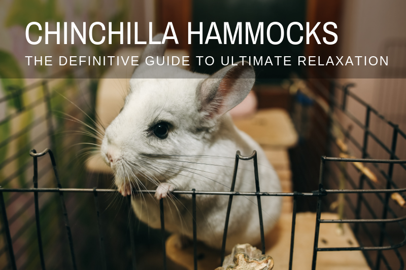 5 Best Chinchilla Hammocks (for harmonic relaxation)