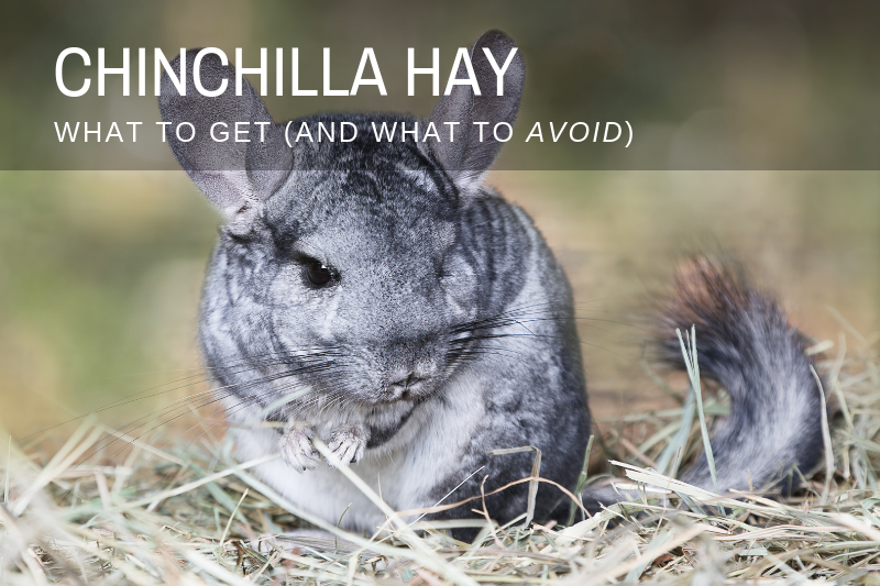 Best Chinchilla Hay (for happy chins) | 2019 REVIEW