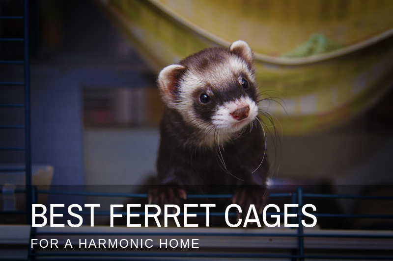 8 Best Ferret Cages in 2019 (Money can Buy)