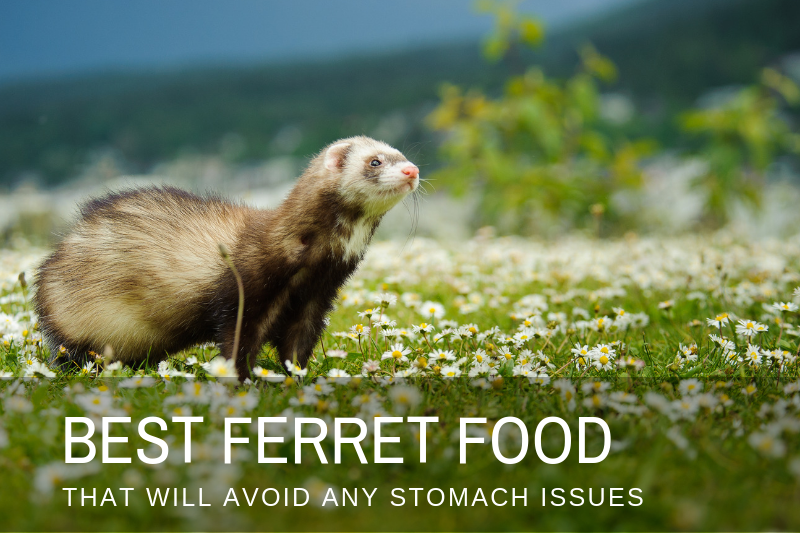 Best ferret food (for a complete and balanced nutrition) | 2019 REVIEW