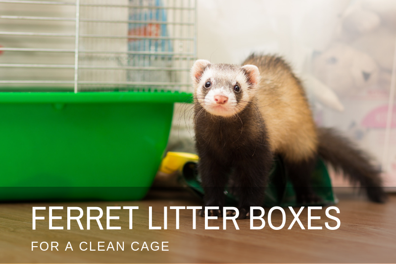 Best Ferret Litter box (for potty training) | 2019 REVIEW