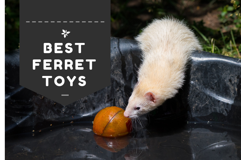 Best Ferret Toys (for fun and interaction) | 2019 REVIEW