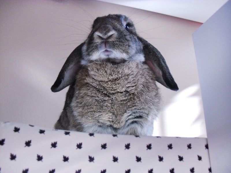 Rabbit indoor cage